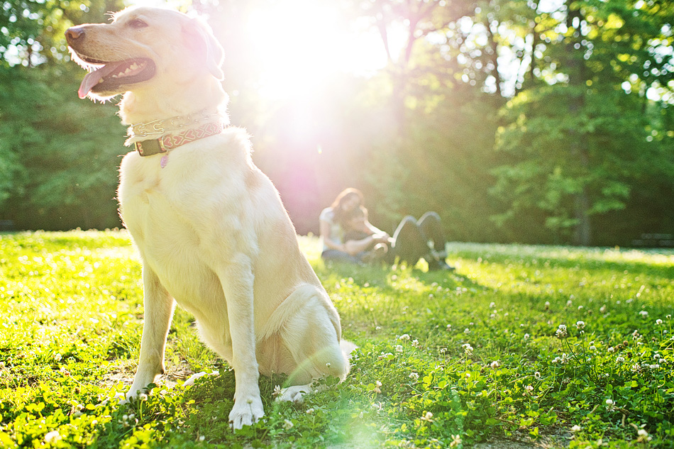 memphis wedding photographer, amydale photography, engagement session with a dog