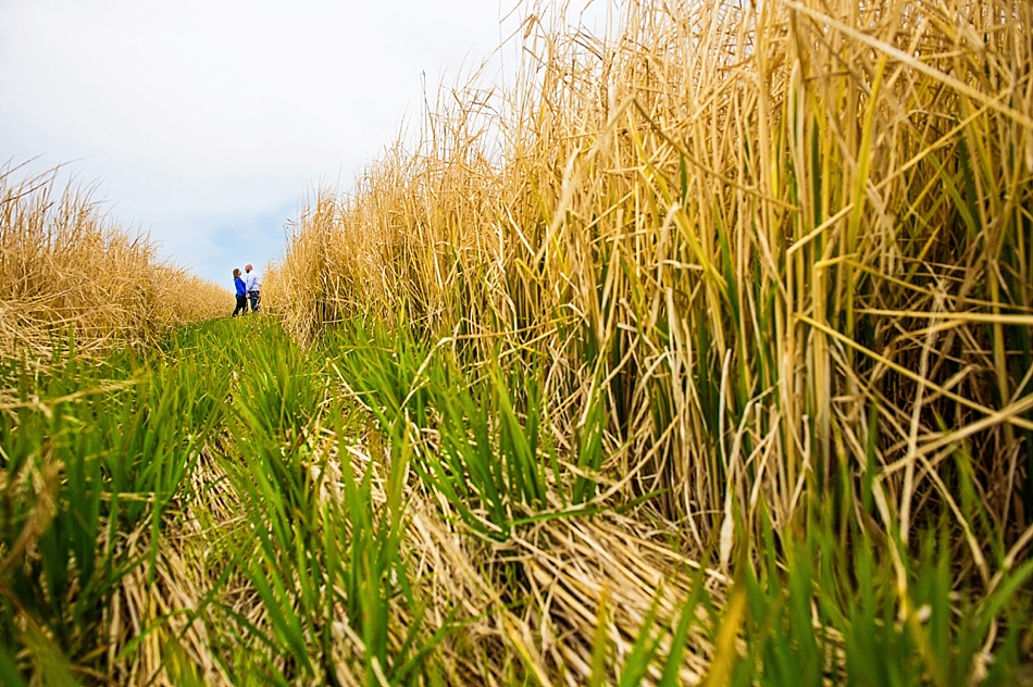 amydale_photography_engagement002