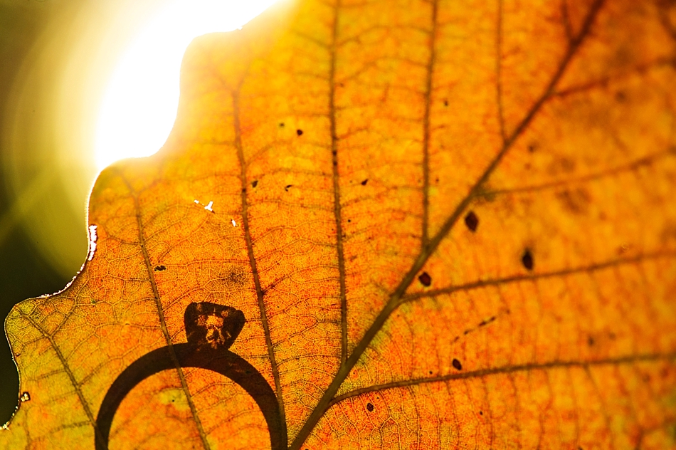 amydale_photography_rings003